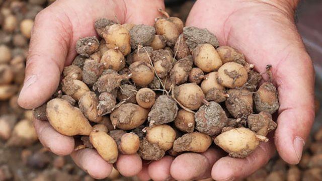 Metabolizma canavarı, cinsel gücü arttırır, kabızlık ve şişkinliği giderir! Salebin faydaları nelerdir?