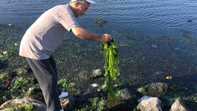 İzmir Körfezi, marul tarlasına döndü! İstila edip, bütün kayaların üstünü sarıyorlar