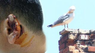 Büyükada'da şaka gibi olay! Kavgada ısırılarak koparılan kulağını martı kapıp kaçtı