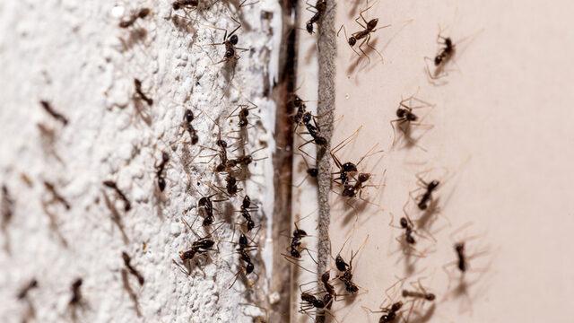 Evdeki karıncaları kaçırmak için bu numaraları deneyin