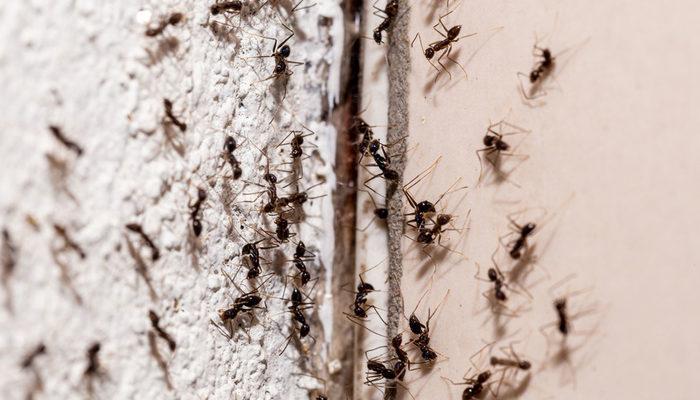 Evdeki karıncaları tamamen kaçırmak için bu numaraları mutlaka deneyin