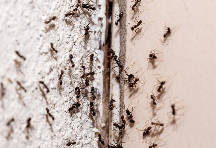 Evdeki karıncaları tamamen kaçırmak için bu numaraları mutlaka deneyin