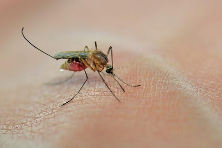 Bu yaz sivrisinekler kabusunuz olmasın! Bu yöntemlerle uzak tutun