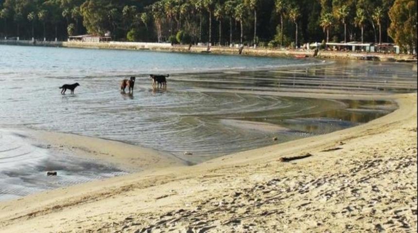 Akdeniz&rsquo;deki depremler ve Akyaka&rsquo;da deniz &ccedil;ekilmesi korkuttu