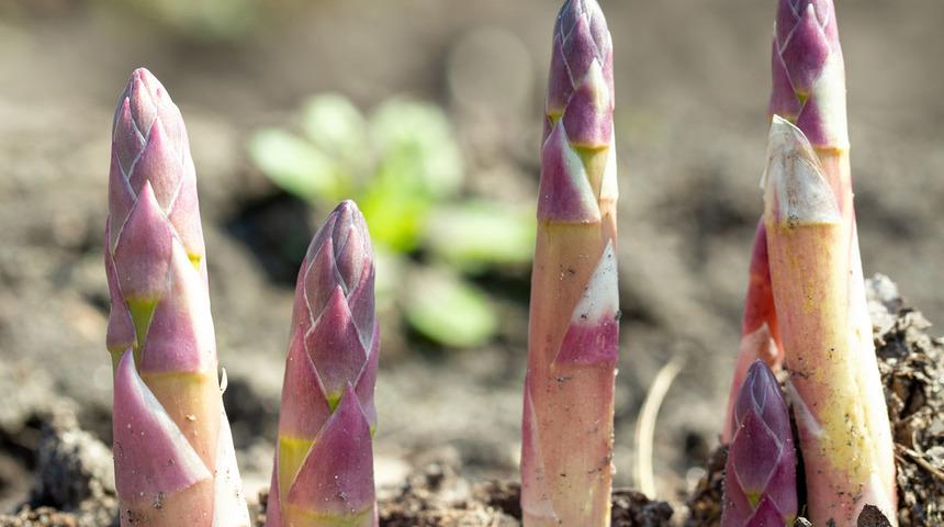 Şekli biraz garip olsa da faydası inanılmaz! Demeti 35 TL
