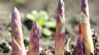 Şekli biraz garip olsa da faydası inanılmaz! Demeti 35 TL