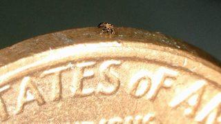 Görmek için büyüteç lazım! İşte dünyanın en küçük uzaktan kumandalı robotu