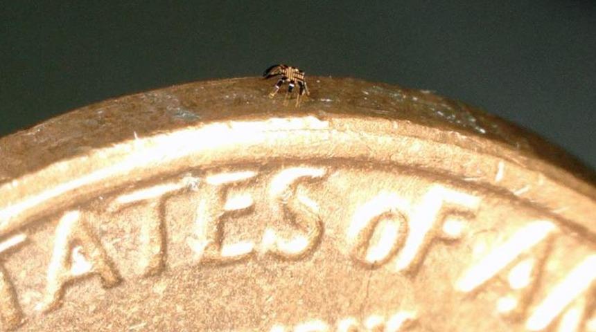 G&ouml;rmek i&ccedil;in b&uuml;y&uuml;te&ccedil; lazım! İşte d&uuml;nyanın en k&uuml;&ccedil;&uuml;k "uzaktan kumandalı" robotu