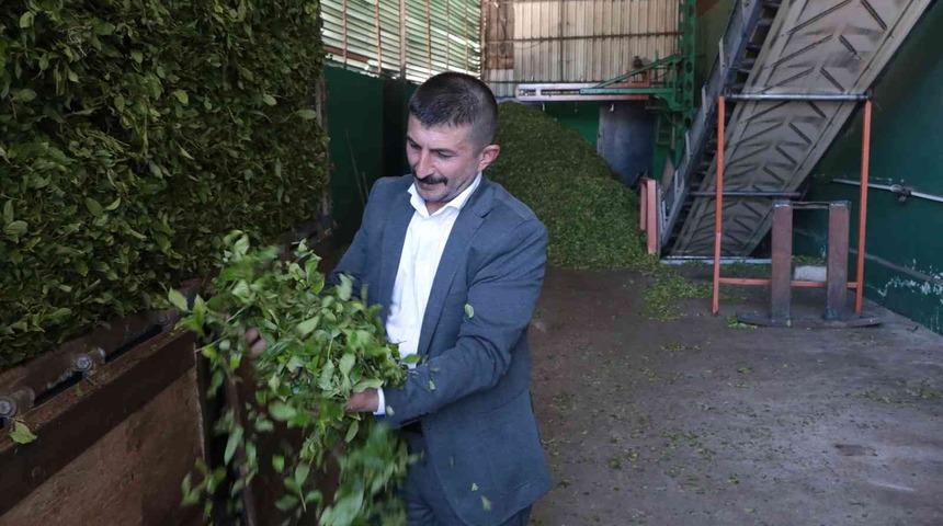 Üreticinin çayı kapış kapış gidiyor! Firmalar  yarışa girdi