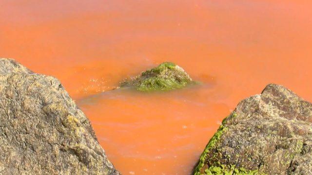 Karadeniz turuncuya dönmüştü! Alınan numunelerin sonucu belli oldu: Renk değişimi çok uzun sürerse...