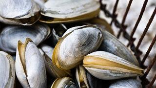 Bilim insanları da şaşkın! Deniz taraklarının disko ışıklarını “sevdiği anlaşıldı