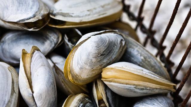 Bilim insanları da şaşkın! Deniz taraklarının disko ışıklarını “sevdiği anlaşıldı