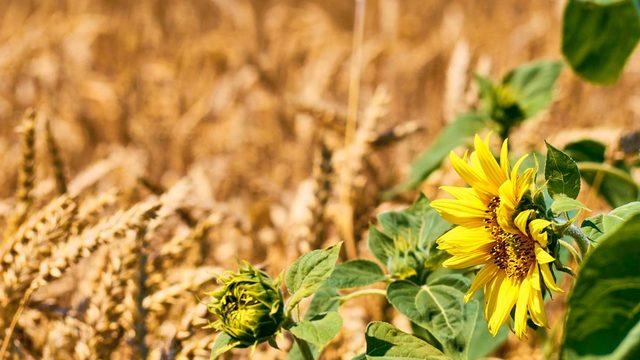 Sebze, buğday ve Ayçiçek için dikkat çeken açıklama