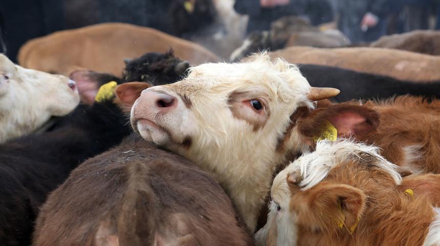 Dana vereminde ürküten tablo! Hem dünyada hem de Türkiye’de: İnsanlara zararı büyük