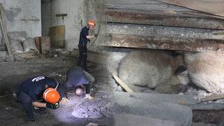 İlk başta fare zannettiler, gerçek ise bambaşka çıktı: Çalışırken bir şeyin gittiğini fark ettik