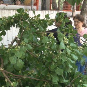 Kadıköy'de şaşkına çeviren anlar: Araba ağaç altında kaldı, devrilen ağaçtan dut topladılar