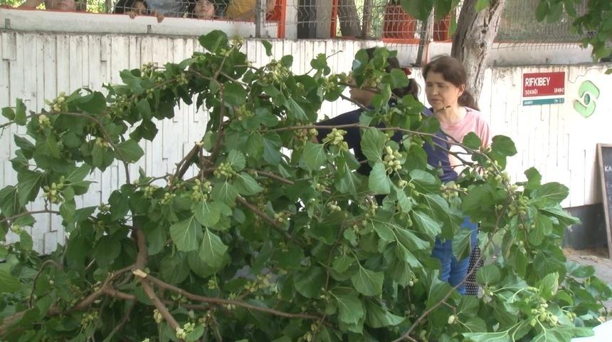 Kadıköy'de şaşkına çeviren anlar: Araba ağaç altında kaldı, devrilen ağaçtan dut topladılar