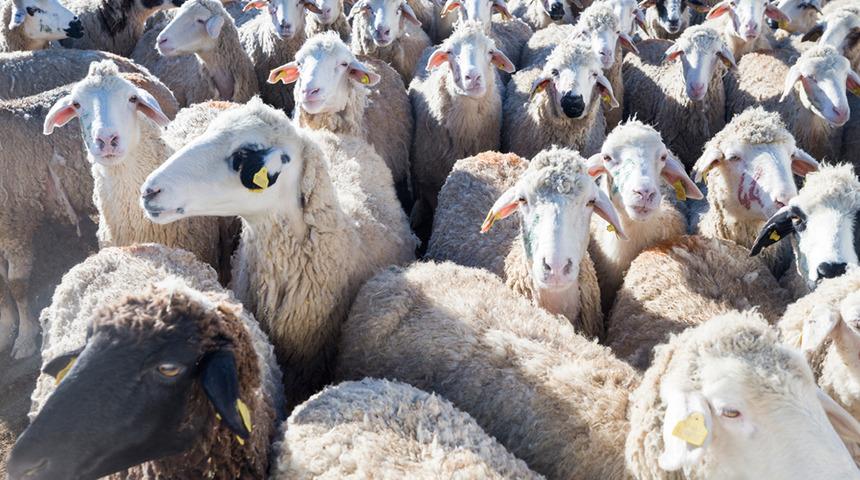Kurban Bayramı öncesi yeni dolandırıcılık: Ucuz koyun! Çok sayıda gözaltı var