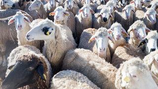 Kurban Bayramı öncesi yeni dolandırıcılık: Ucuz koyun! Çok sayıda gözaltı var