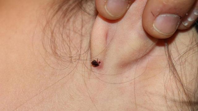 Küçük çocuk karnının ağrıdığını söyledi! Babası kulağını görünce hastaneye koştu