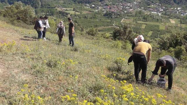 Nesli tükenme tehlikesi altında! Doğadan toplarken yakalandılar: Dudak uçuklatan para cezası