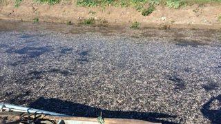 Manyas’ta toplu balık ölümlerine inceleme