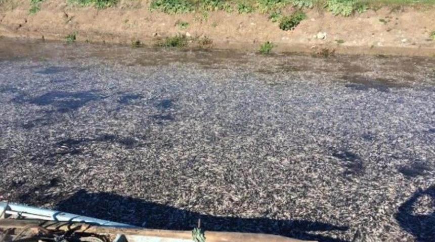 Manyas’ta toplu balık ölümlerine inceleme