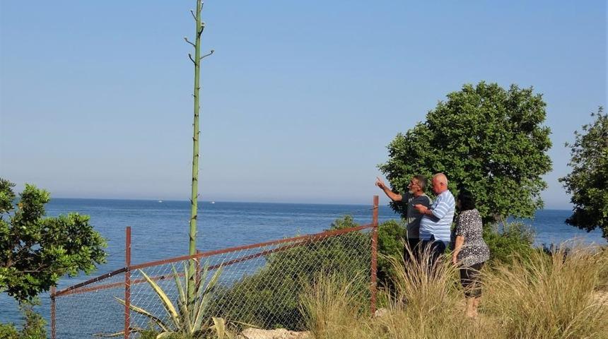 Çiçeğin son halini gören şaşkına döndü! 50 yıl sonra büyüdü, boyu 4,5 metre oldu