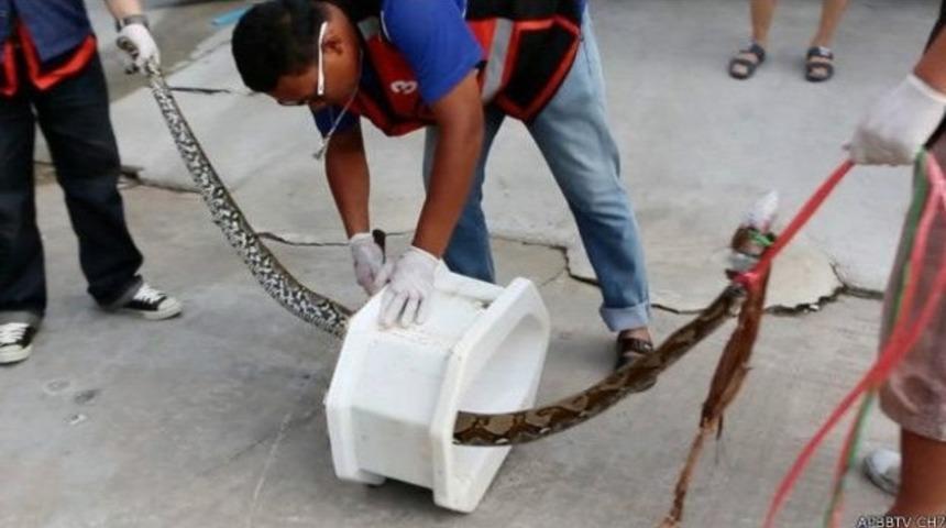 Tayland'da tuvalette piton saldırısı