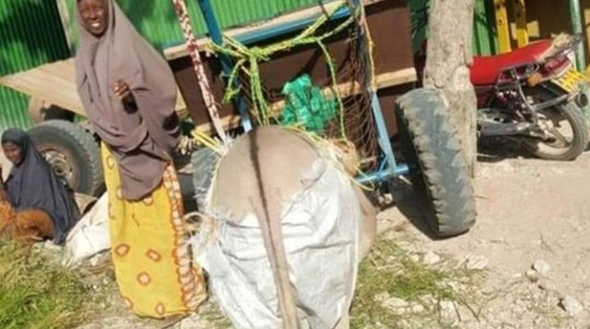 Kenya: Asfalt kirlenmesin diye eşeklere bez bağlanacak
