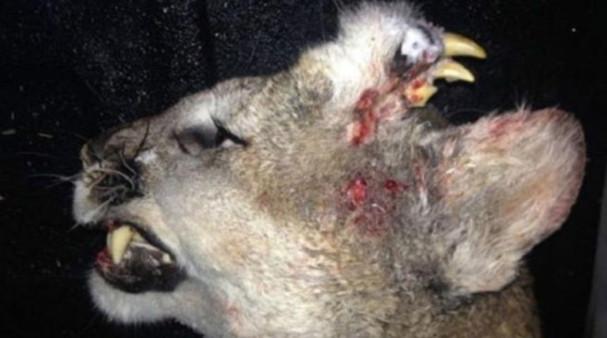 Başında dişleri olan dağ aslanı bulundu