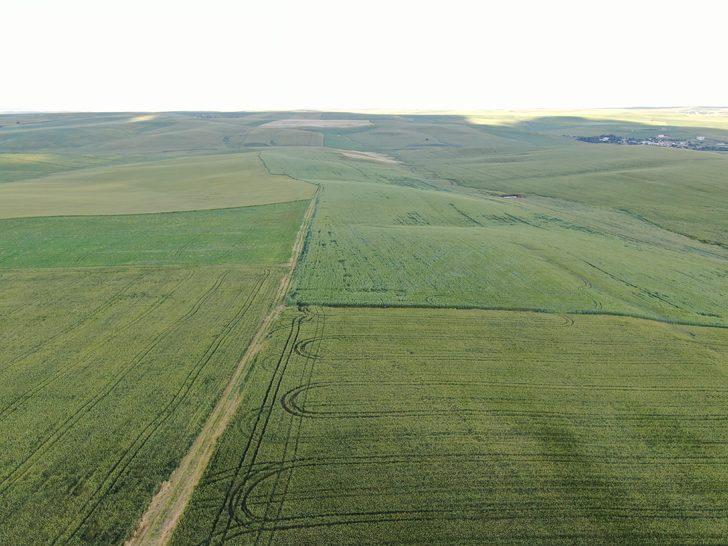 Bu buğday tam 7 bin yıllık! Arkeolojik kazı sırasında bulundu: 3 kata kadar daha fazla verimli G4