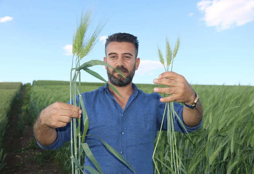 Bu buğday tam 7 bin yıllık! Arkeolojik kazı sırasında bulundu: 3 kata kadar daha fazla verimli
