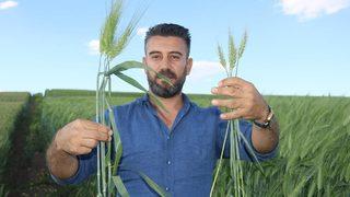 Bu buğday tam 7 bin yıllık! Arkeolojik kazı sırasında bulundu: 3 kata kadar daha fazla verimli