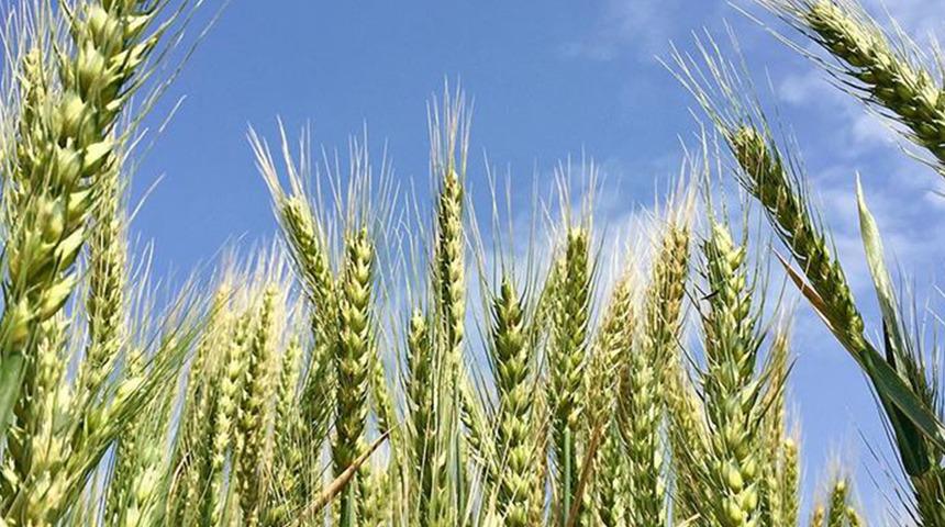 'Hindistan'dan buğday ithal edildiği' iddiasına Tarım ve Orman Bakanlığı'ndan yanıt!