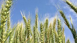 'Hindistan'dan buğday ithal edildiği' iddiasına Tarım ve Orman Bakanlığı'ndan yanıt!