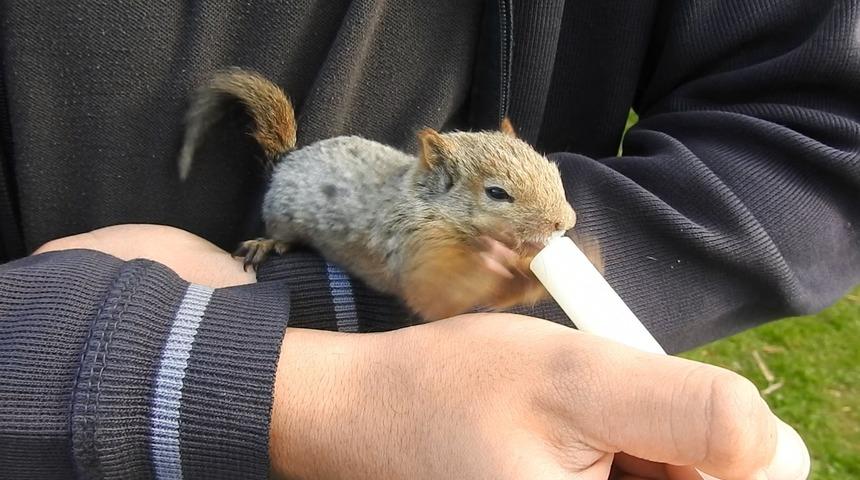 Ailenin bir ferdi gibi! Köpek saldırısından kurtarılan yavru sincaba bebek gibi bakıyorlar