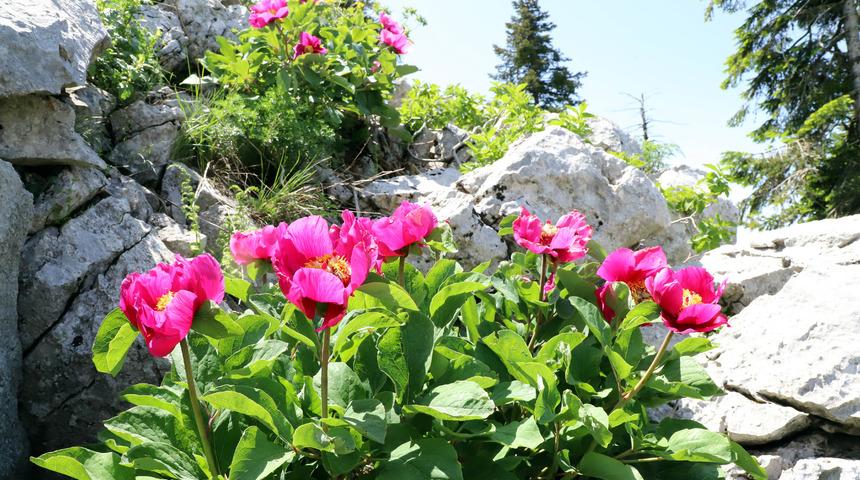 Andırın'da şakayıklar a&ccedil;tı! Koparmanın cezası 109 bin TL