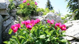 Andırın'da şakayıklar açtı! Koparmanın cezası 109 bin TL