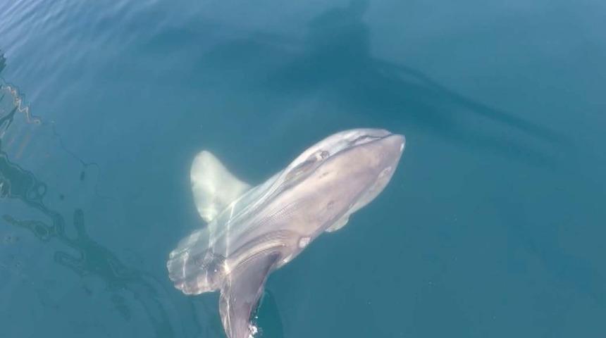 Nadir görülüyor... Çanakkale açıklarında objektiflere takıldı