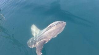 Nadir görülüyor... Çanakkale açıklarında objektiflere takıldı