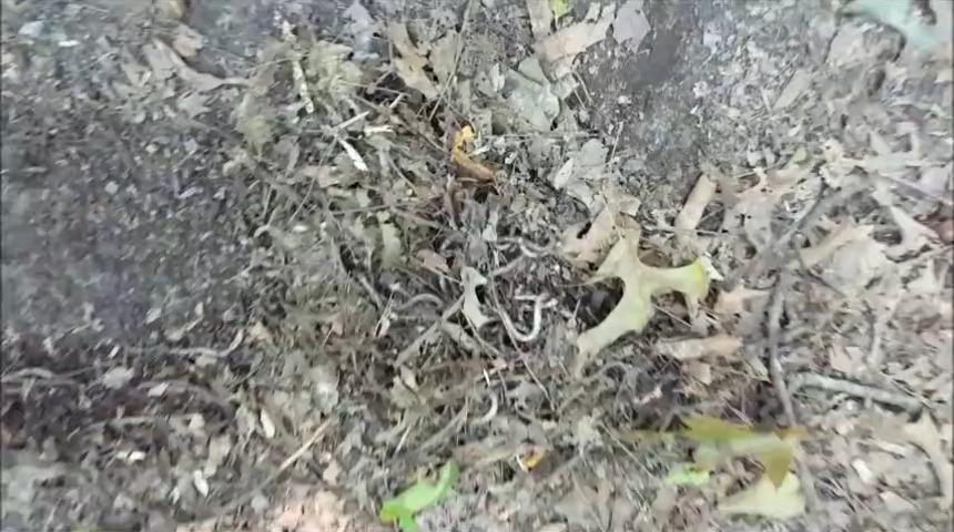 ABD alarma geçti! 30 santimetre sıçrayabiliyor, doymak bilmiyor: Görenler şaşkına döndü