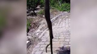 Yer: Aydın! Burun buruna geldi, korkup çığlık attı: Önce ne olduğu anlamadım yaklaşınca...