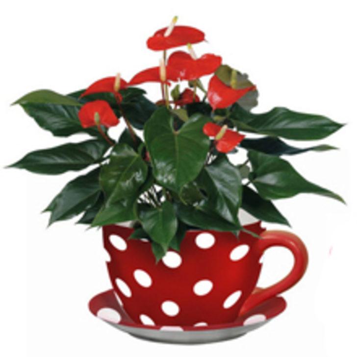 Puantiye Aşkı Evde!