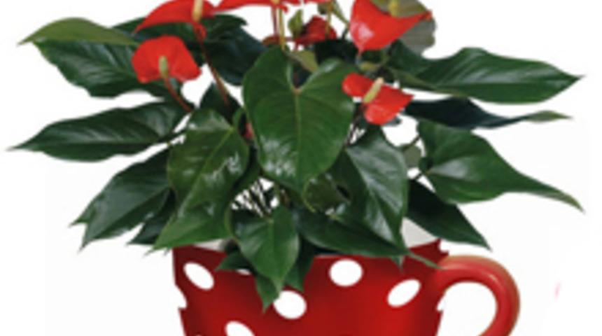 Puantiye Aşkı Evde!