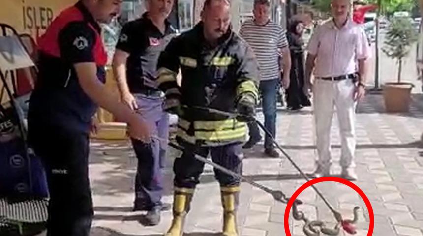 Havalar ısınınca şehre indiler! Korku dolu anlar