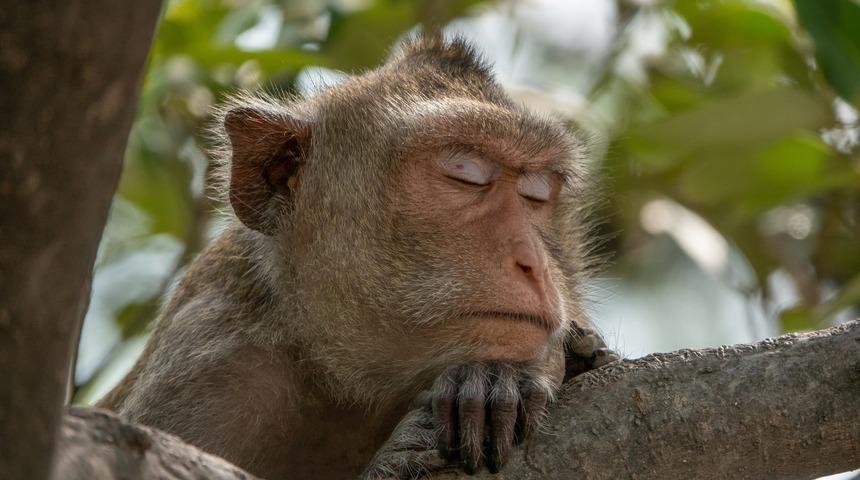 İnsanlar neden diğer primatlara g&ouml;re daha az uyuyor?