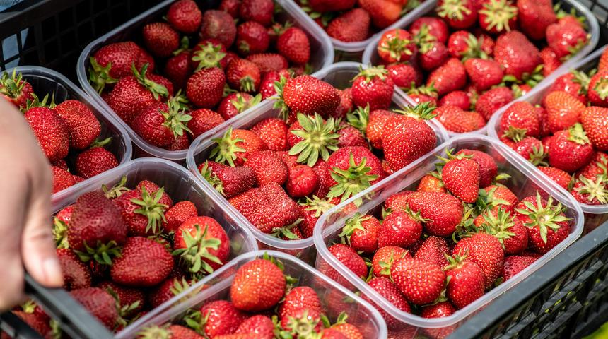 Biri bitmeden biri başlıyor! &Ccedil;ileklerden yayılan hastalık korku yayıyor
