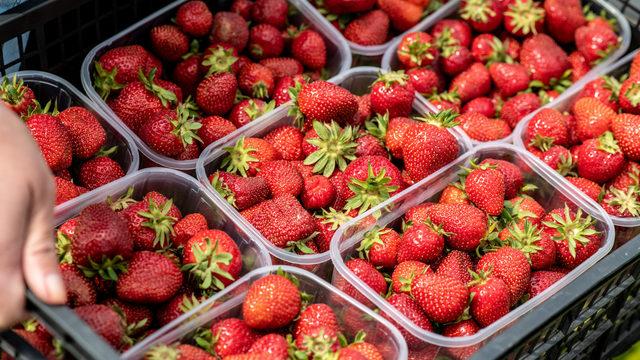 Biri bitmeden biri başlıyor! Çileklerden yayılan hastalık korku yayıyor