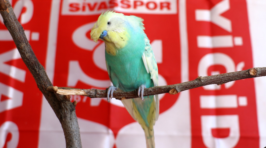 Fanatik muhabbet kuşu: O kupa Sivas’a geldi, elhamdülillah Sivaslıyız, gardaş